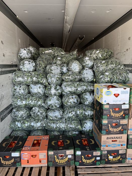 Castraveti , Cucumbers , ogórki, огірки