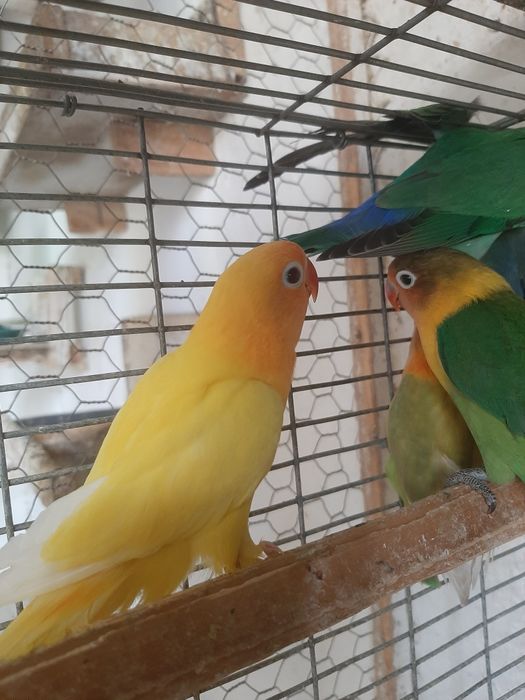 Vand pui papagali agapornis