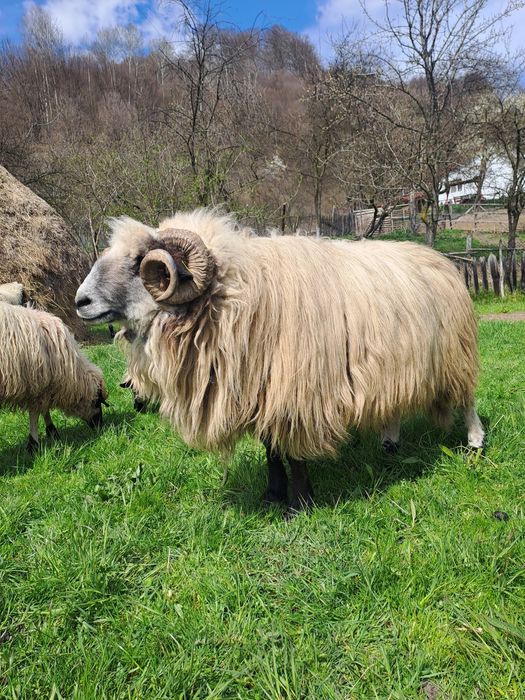 Vând  berbec frumos