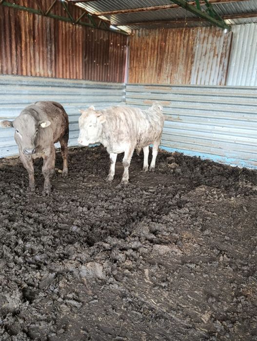 Продам бычков 2/3 года