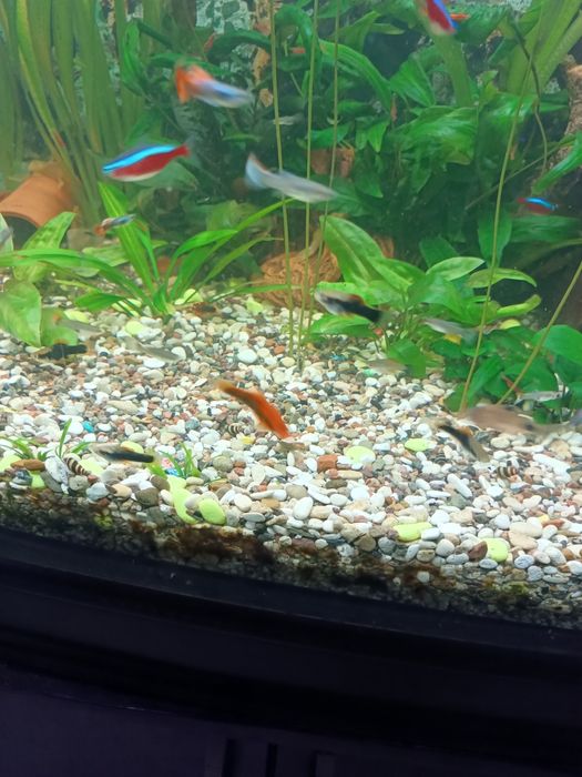 Аквариумные рыбки