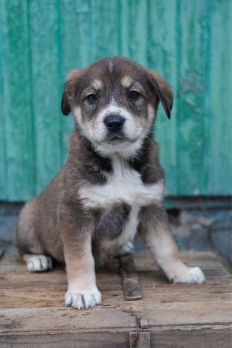 Джаки търси своя дом!