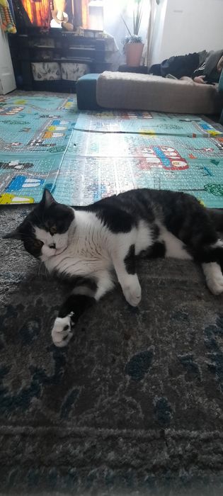 Вязка Шотландский скоттиш-страйт