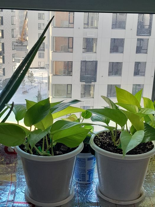 Комнатные растения район Ханшатыра