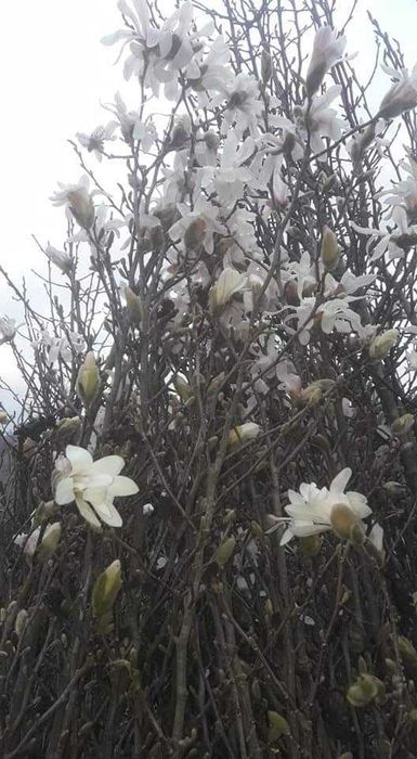 Vând mesteacăn și tei