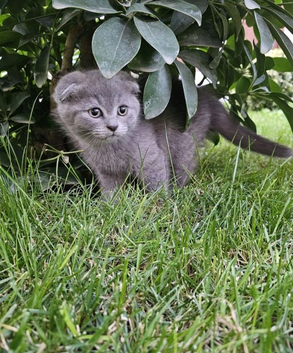 Продам скоттиш фолд