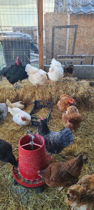 Vând Gaini Australop Albastru  și Playmonth Alb