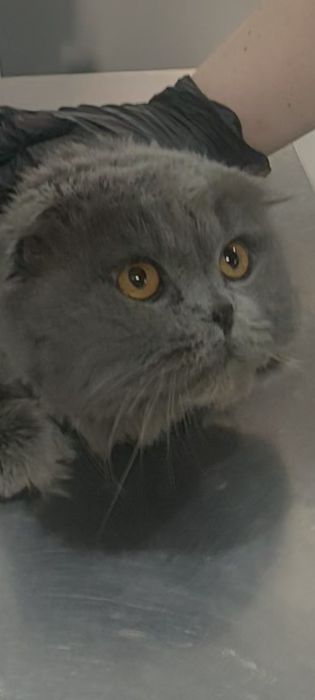 МЕГА Ласковый кот с принадлкжностями!