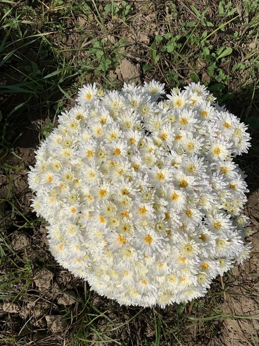 Глобус цветы в наличии vip