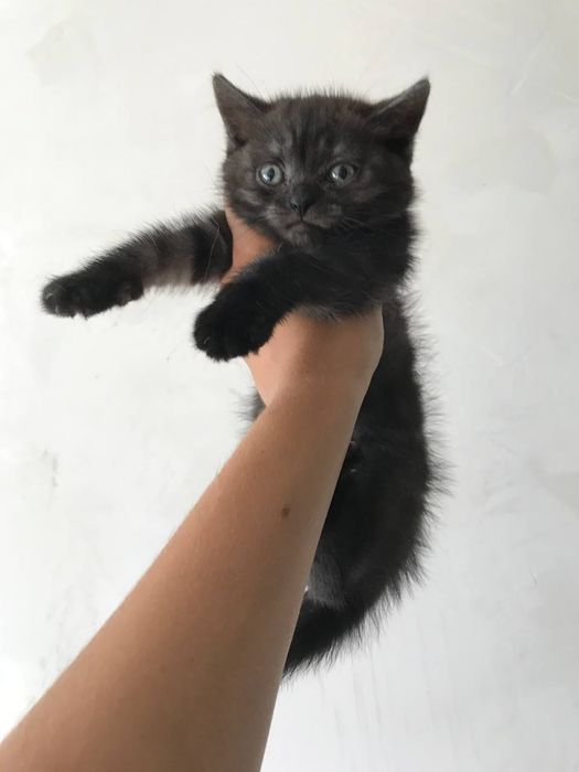 Котенок ищет дом и любящую семью