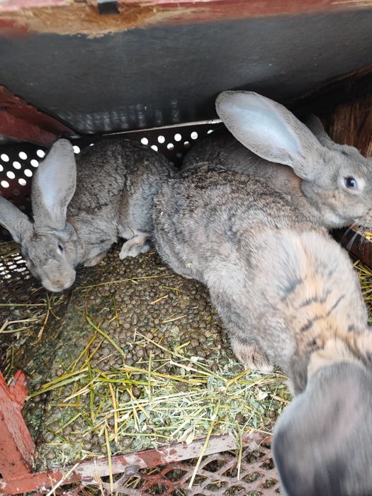 Uriaș german diferite vârste de