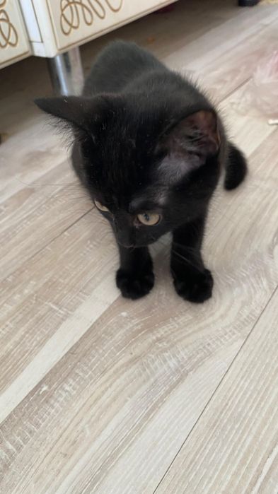 Котенок девочка 3 месяца бесплатно