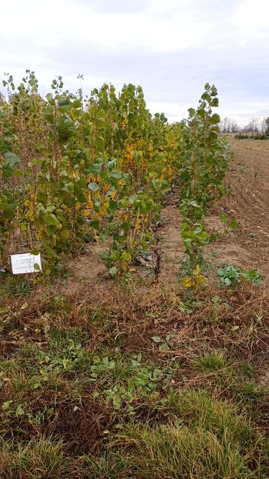 Puieți salcâm frasin fag carpen ulm plop mesteacăn brad molid Tei arin