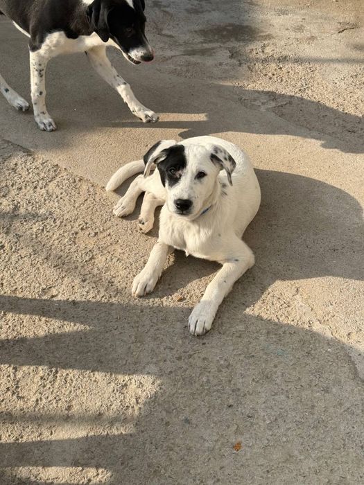 Отдам в хорошие руки