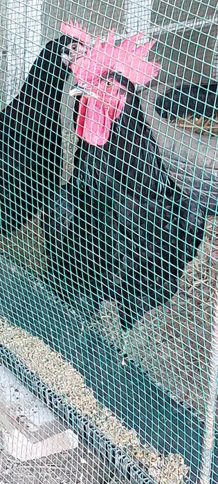 кора шахзода гигант тухумлари сотилади