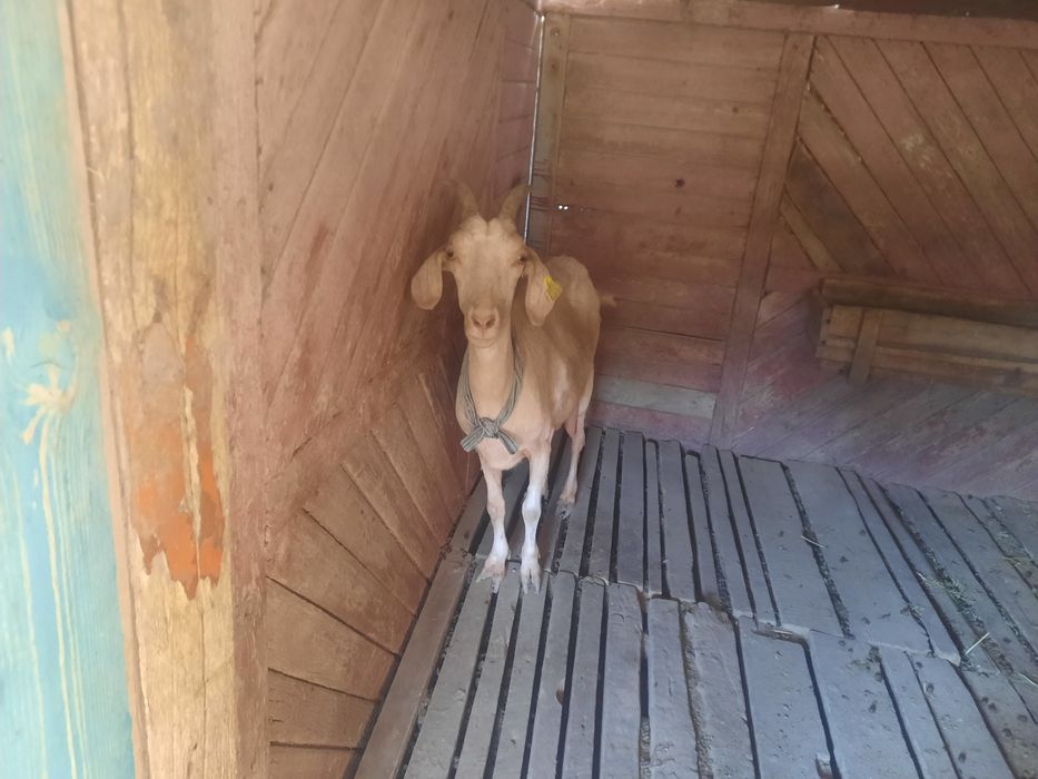 Заанен тұқымды ешкілер, лақтар сатылады