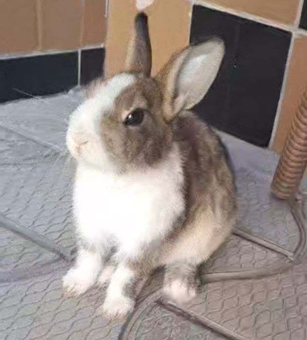 Карликовый кролик