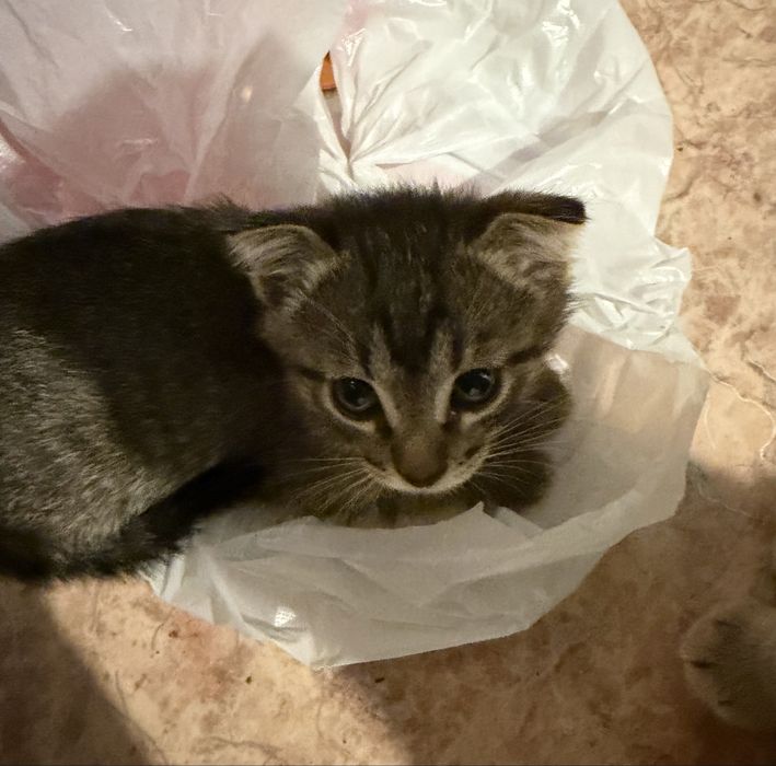 Ищем любящих хозяев для замечательных котят!