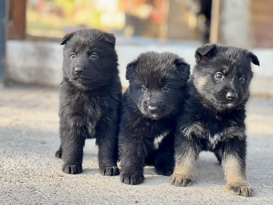 Немецкая овчарка зоти зор