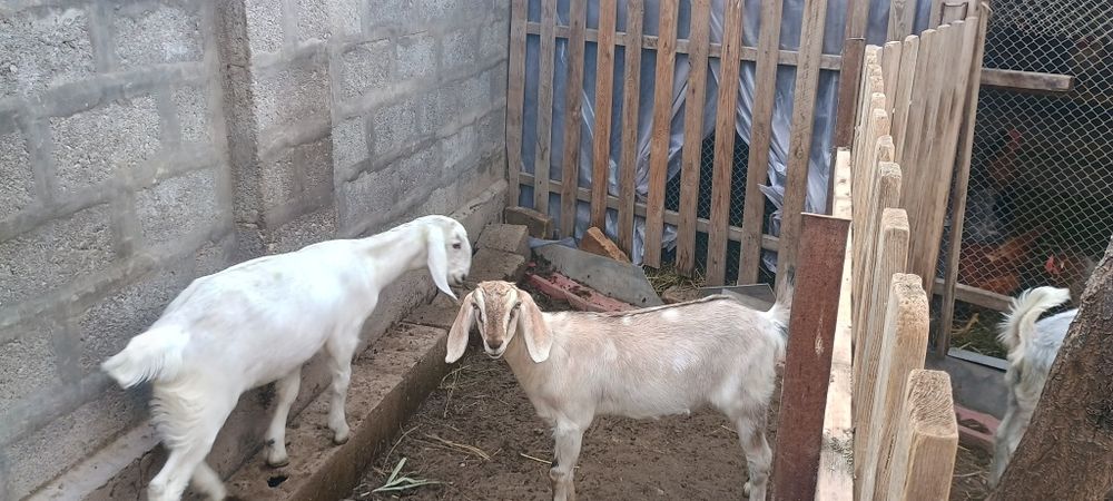 Коза с двумя козочками