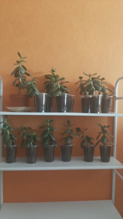 комнатные  растения