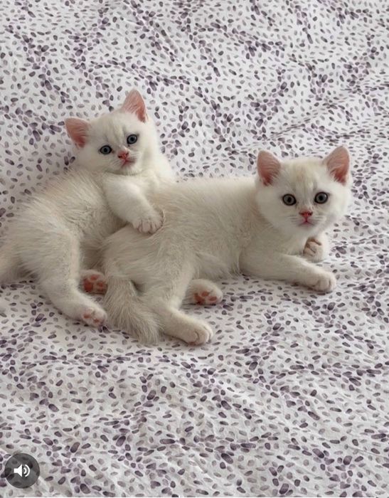 shatlanskiy scotich stryat 100$ kelishamz