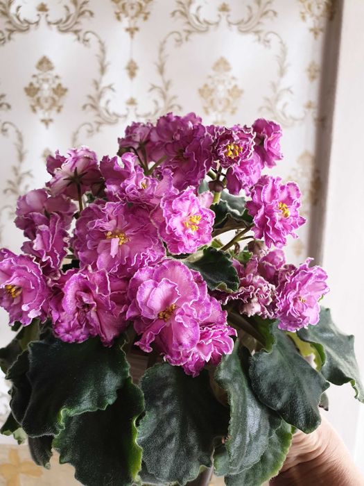 Фиалка лучший подарок.