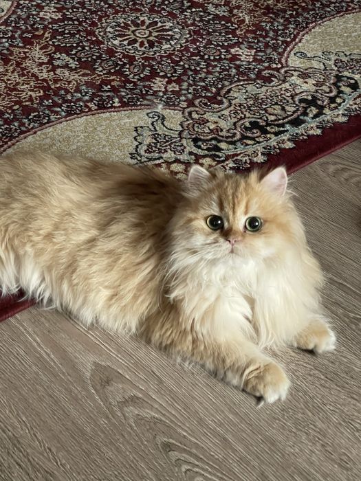 Продается золотая шиншилла хайленд