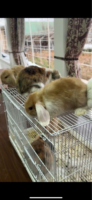 Karlik quyonlar sotiladi