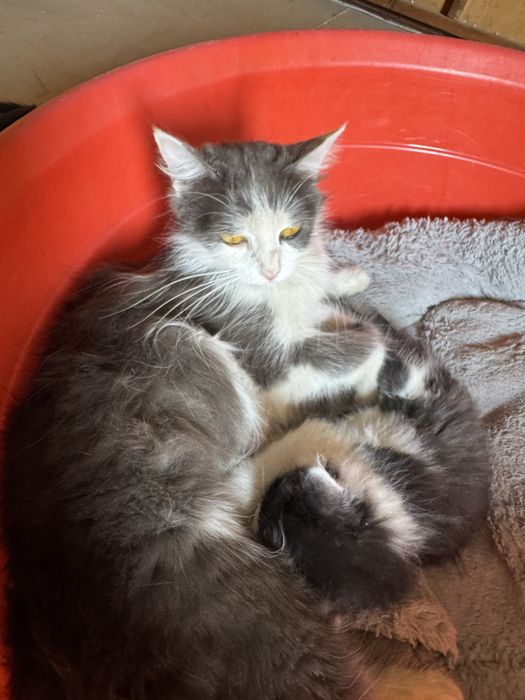 Котята турецкой ангоры, отдадим в хорошие руки