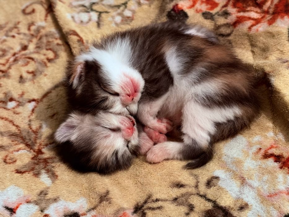 Котята девочка и мальчик)(