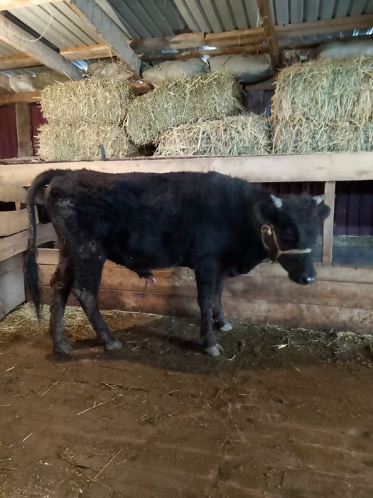 Бір жарым жасар бычок сатылады