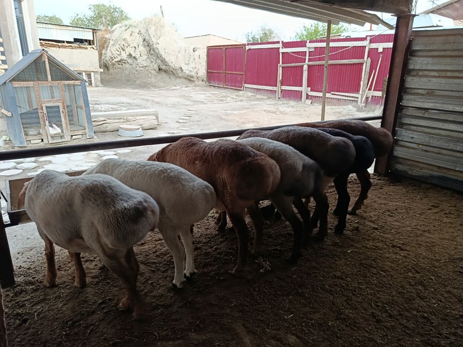 Арашан ва хисори куйлар сотилади