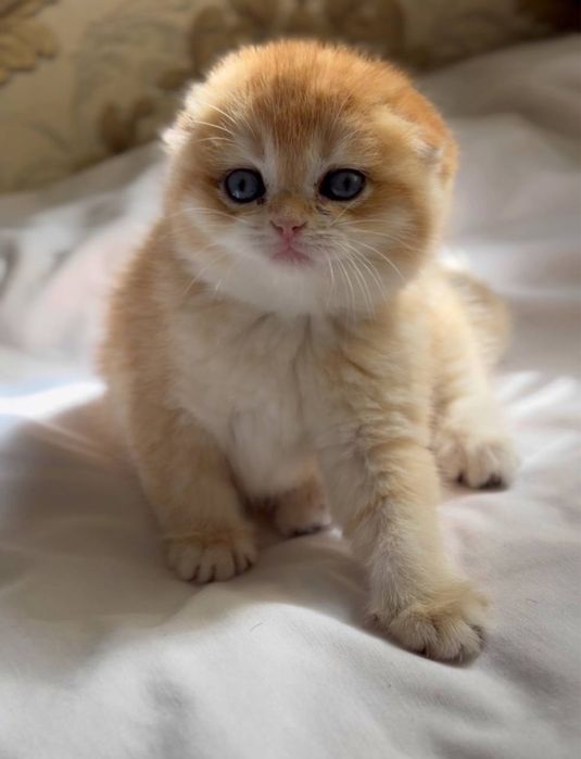 Золотая шиншилла! Чистокровные Британцы. Мальчик