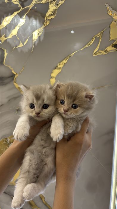 Mushuk Scottish Fold