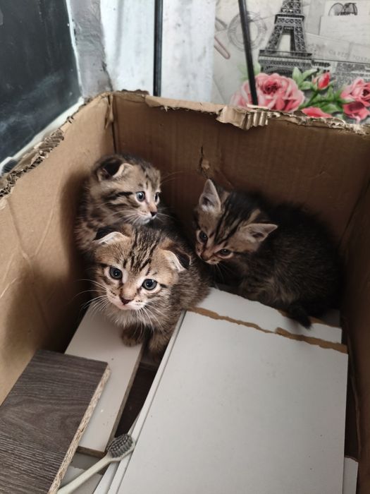 Отдам котят, в хорошие руки.