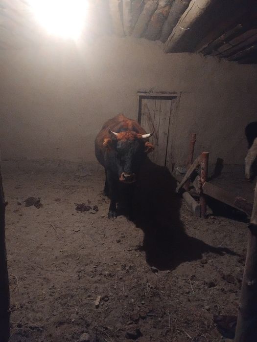 Тюкабои 2сиырға ауыстыратын кісілер барма