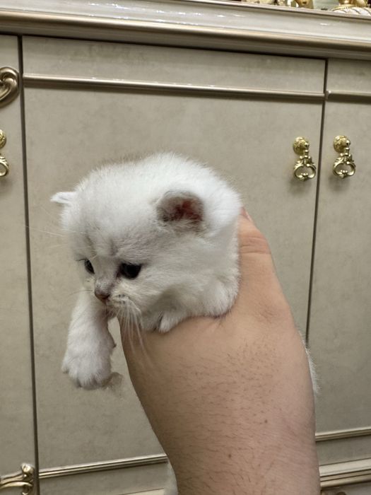 Продаются котята британская и шатланский шиншиллы 1 месяцный