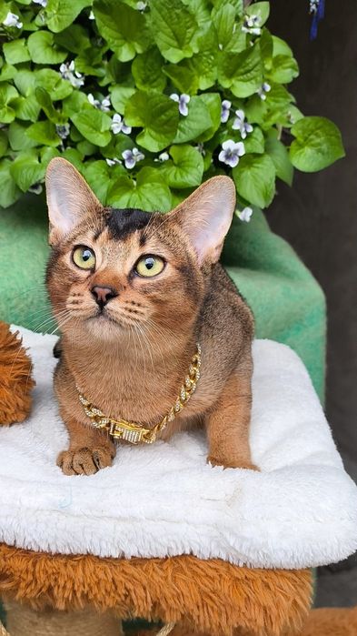 Абиссинские  котята . КЛУБ