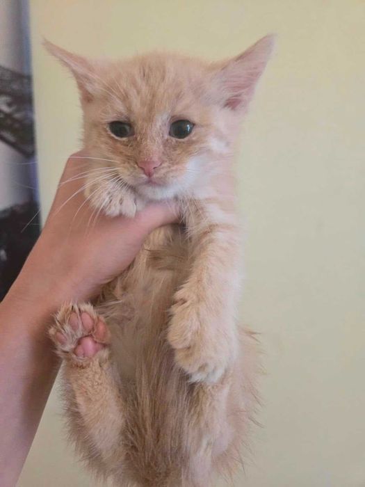 Кошки и котики в добрые руки