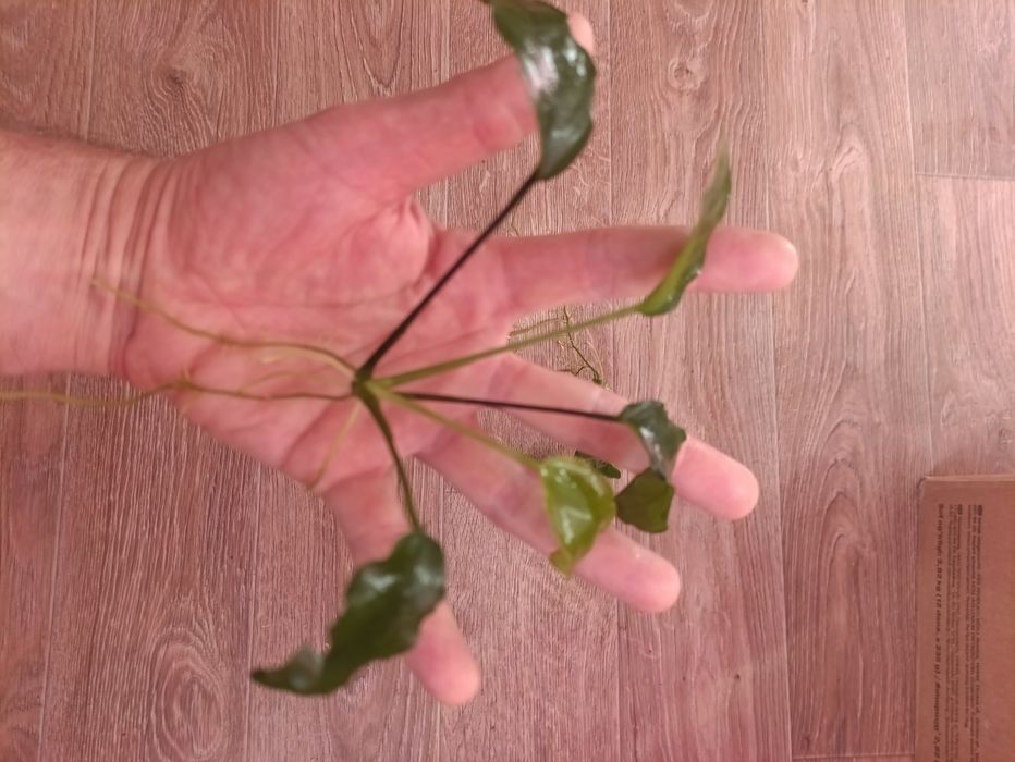 Анубиас, крупные размеры. Анубис, подводное растение.