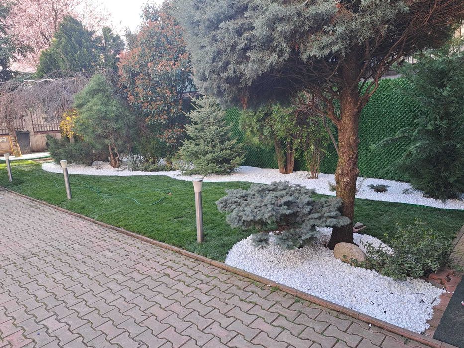 Vând tuia leylandi chiparos, smarald, spirală, pon pon, magnolie, tei