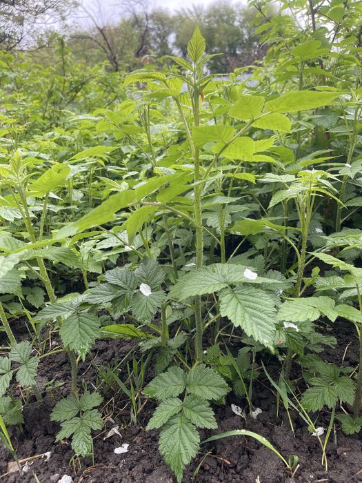 Саженцы малины Бабье лето