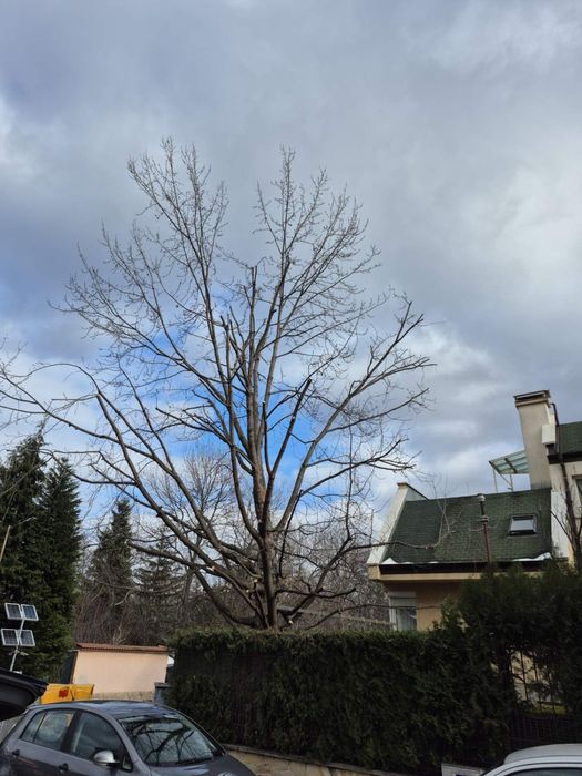 Премахване на опасни дървета • Кастрене • Подръжка • Извозване