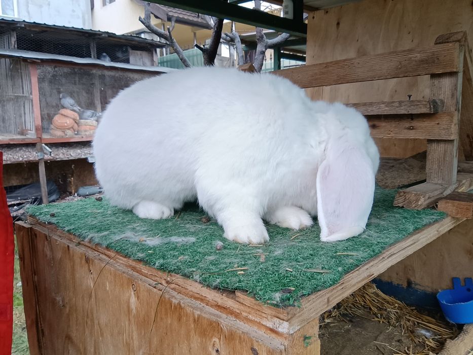 Iepuri din rasa uriaș german și berbec german