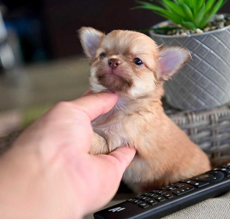 Мъжко дългокосместо мини чихуахуа