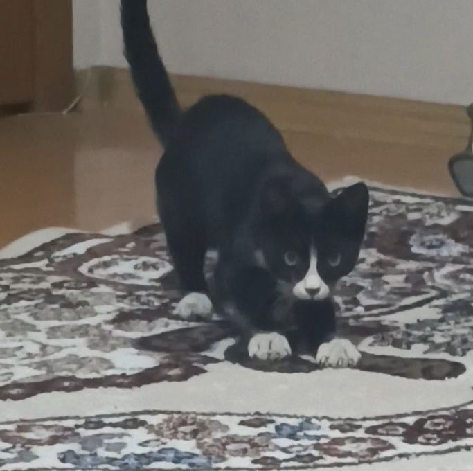 Чёрно белый котёнок