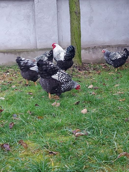 Pui wyandotte argintiu