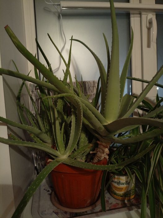 Цветок Алоэ с детками