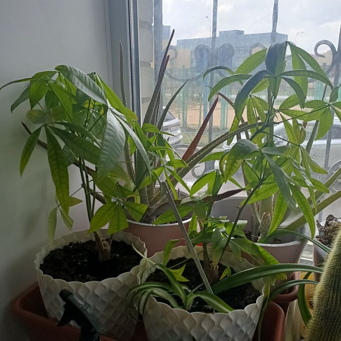 Продам цветы комнатные